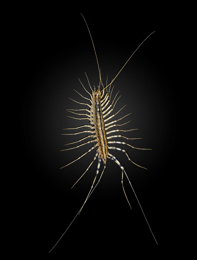 Centipede vs Millipede: Key Differences Explained