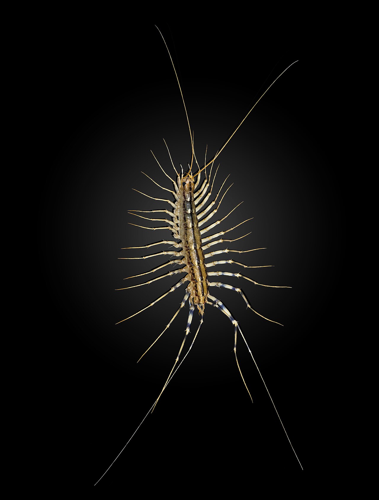 Centipede vs Millipede: Key Differences Explained