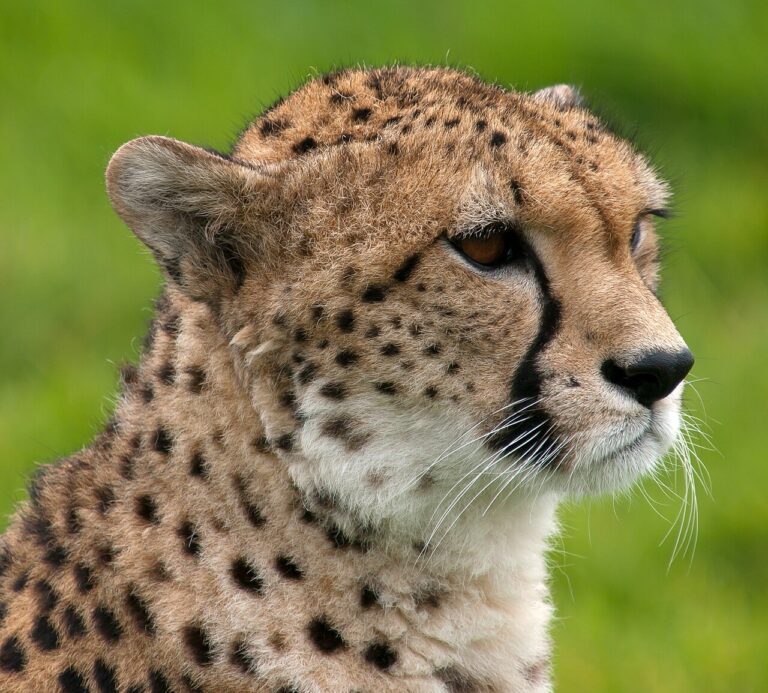 Cheetah vs Leopard: Every Key Difference Explained