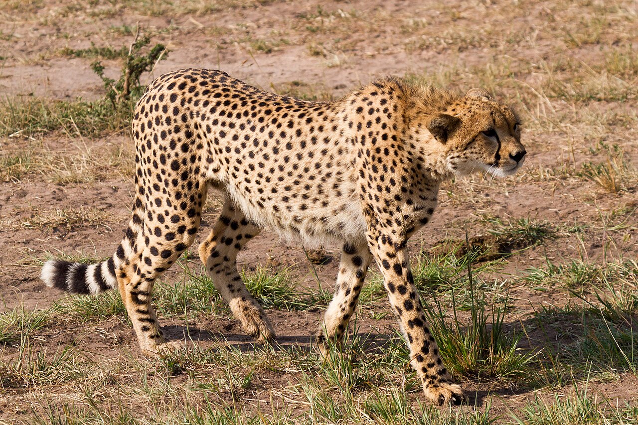 How to Tell Them Apart by Their Spots
