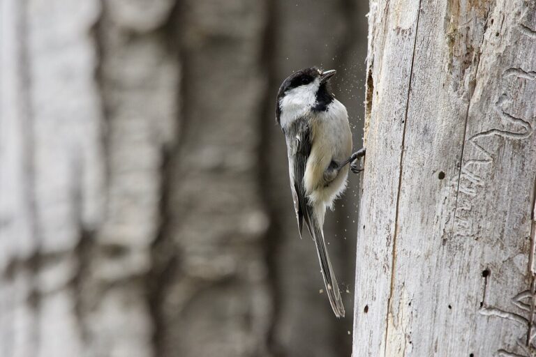 Chickadee Nest Box: Plans, Size, and Setup