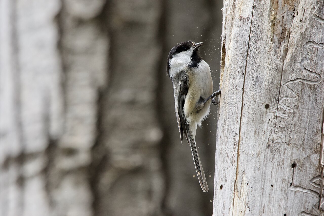 Chickadee Nest Box: Plans, Size, and Setup