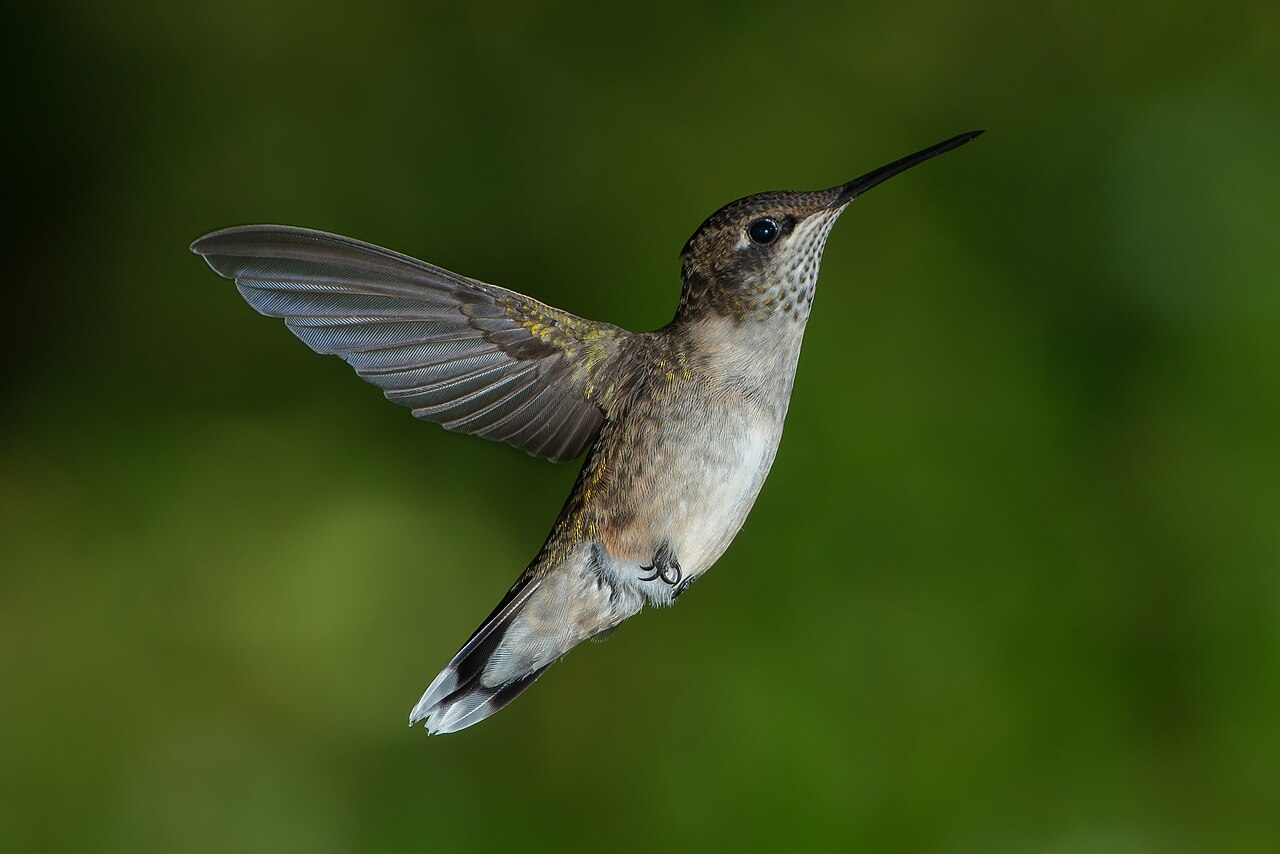 How to Clean a Hummingbird Feeder: The Complete Step-by-Step Guide