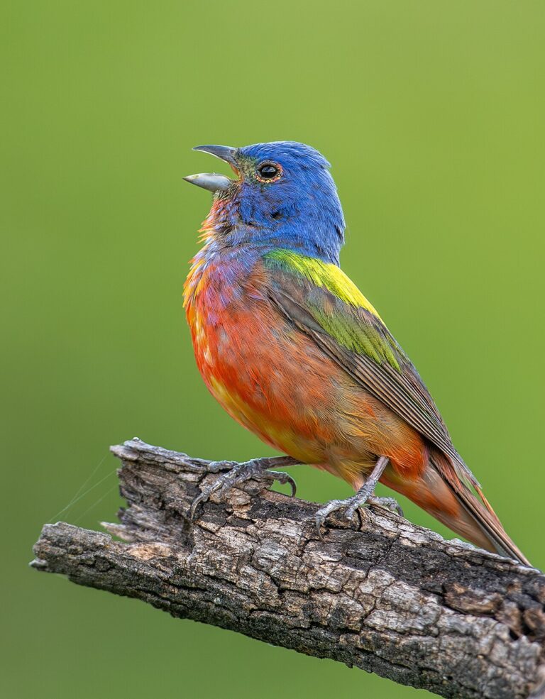 Colorful Birds