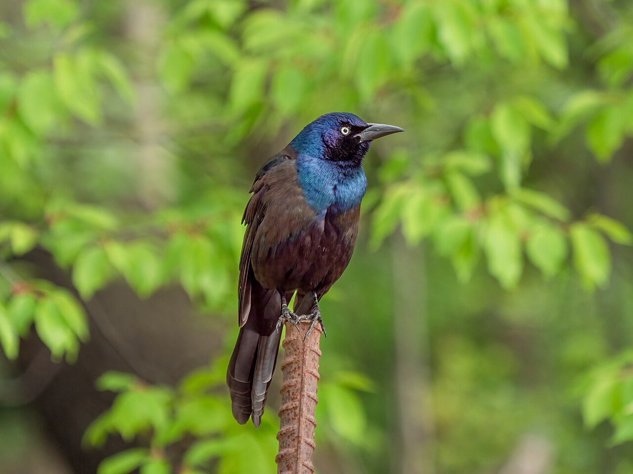 Common Grackle: Identification and Behavior Guide