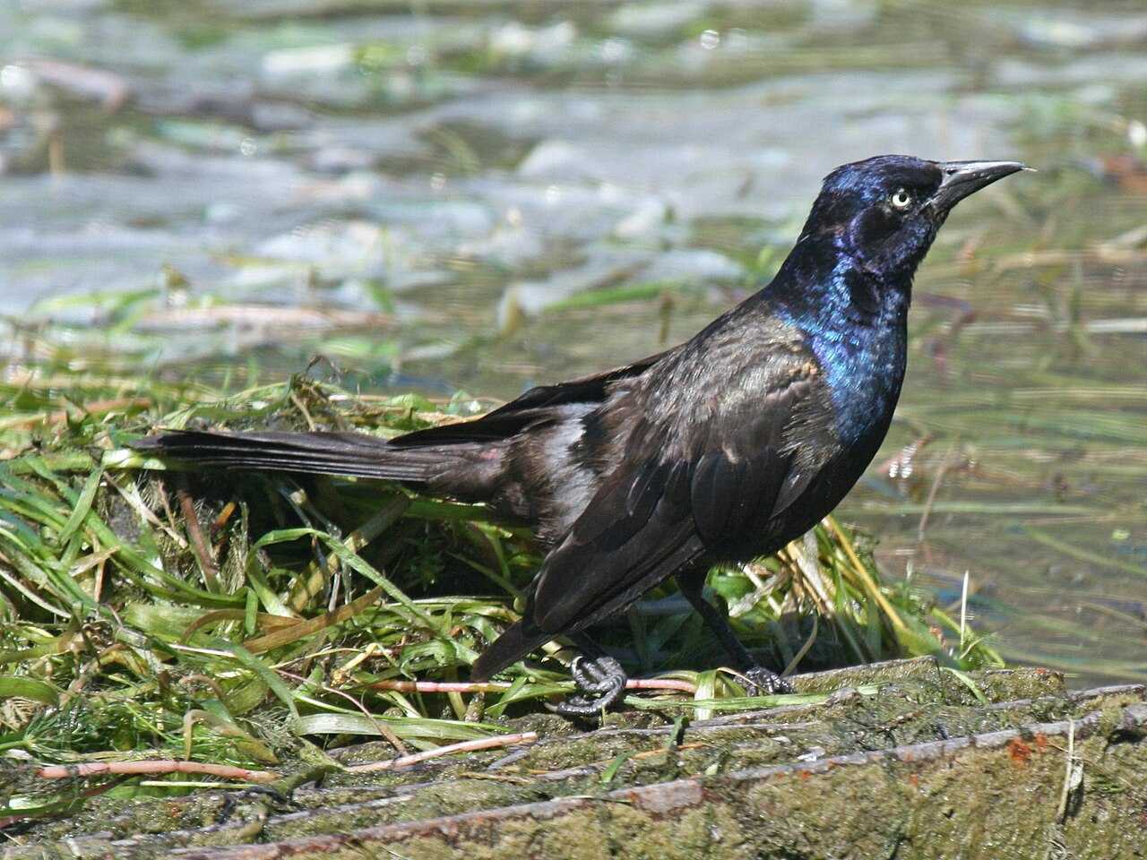 Male vs Female Common Grackle