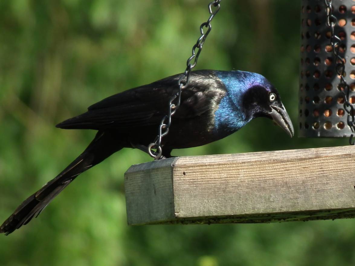 Diet and Foraging Behavior