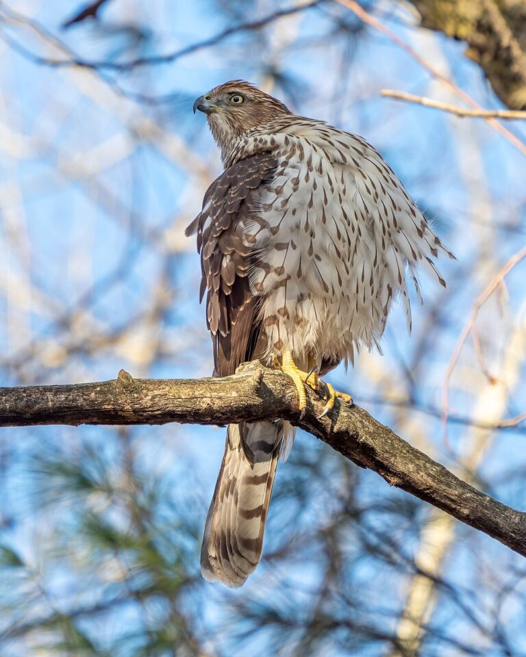 Cooper’s Hawk: Backyard Predator Guide