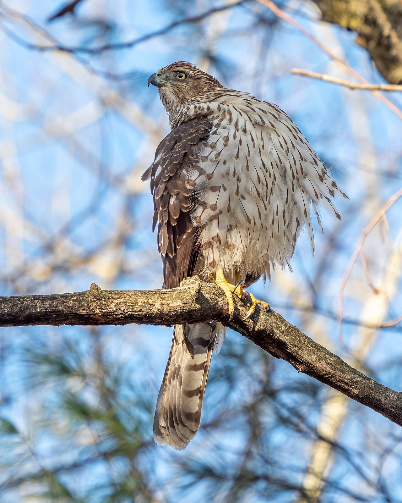 Cooper’s Hawk: Backyard Predator Guide