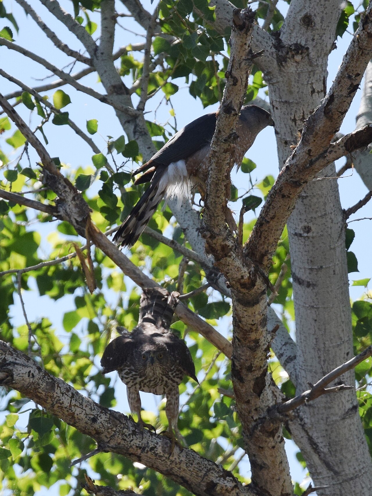 Cooper's Hawk vs Sharp-Shinned Hawk: The Classic Mix-Up