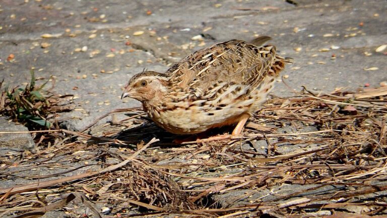 Coturnix Quail
