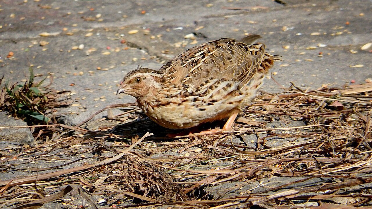 Coturnix Quail