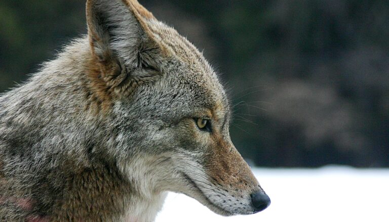 Coyote Poop: How to Identify Coyote Scat