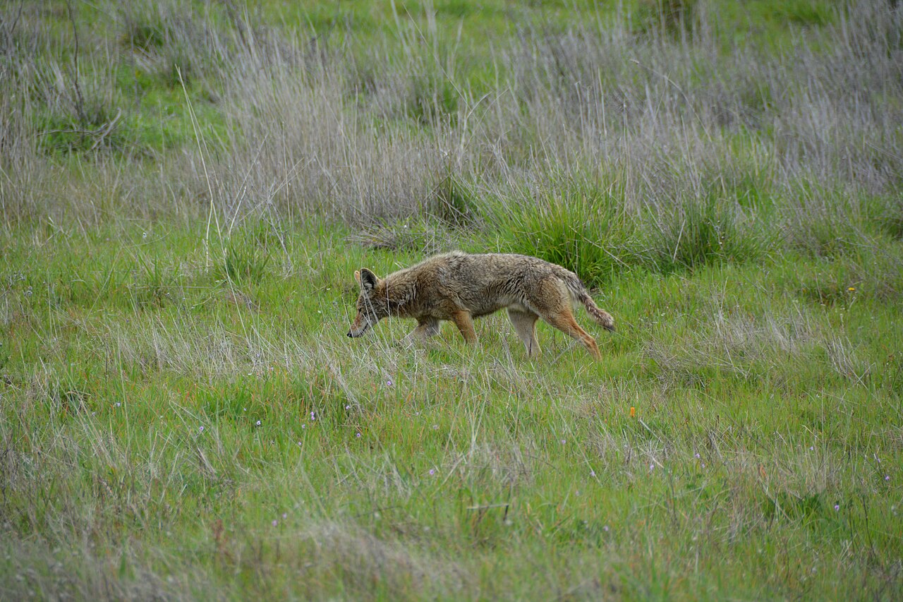 Coyote Poop vs Dog Poop