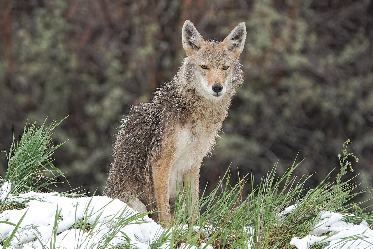 What Is in Coyote Scat?