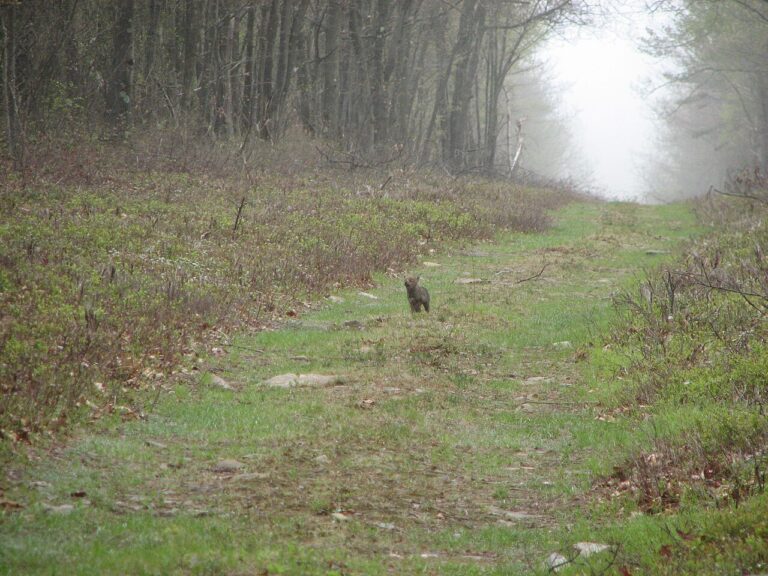 Coyote Sounds: Howls, Yips & Barks Explained