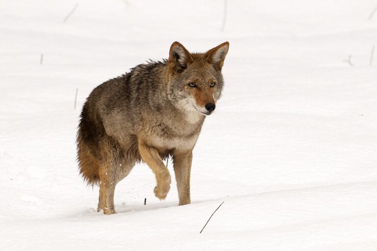 Coyote vs Wolf: Key Differences Explained