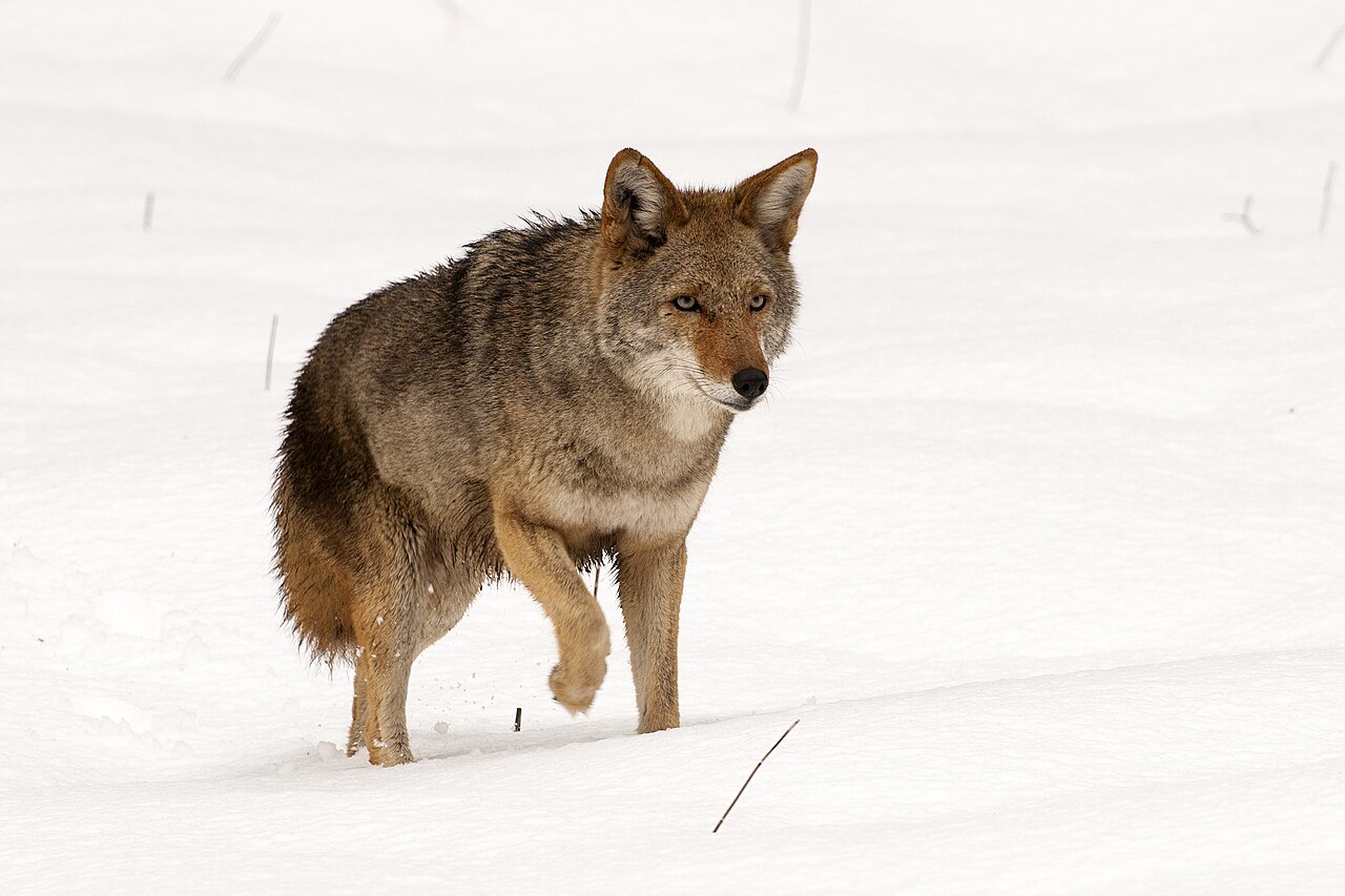 Coyote vs Wolf: Key Differences Explained