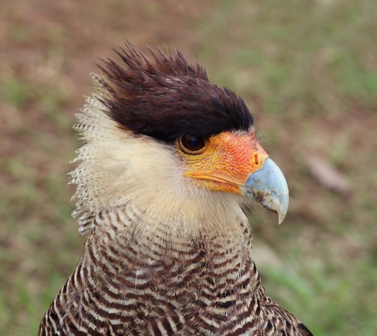 Crested Caracara: Identification, Range, and Behavior Guide