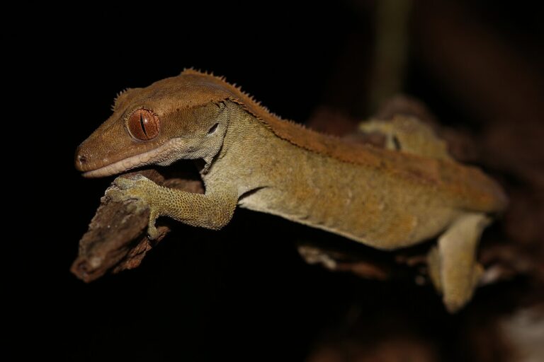 Crested Gecko Care: Habitat, Diet & Lifespan Guide