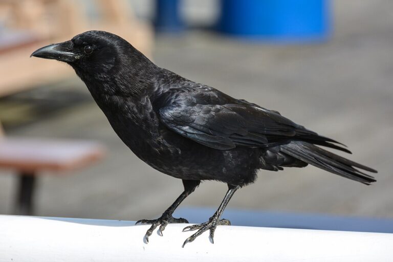Crow Symbolism: Meaning and Spiritual Signs