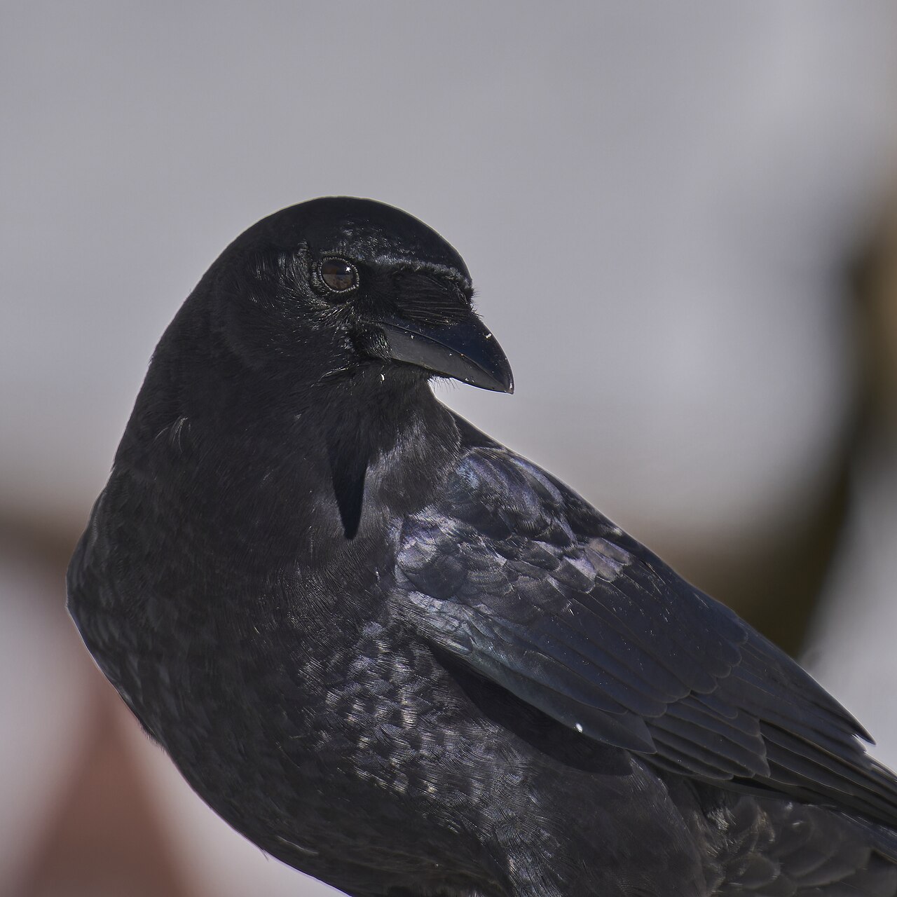 What Does It Mean When a Crow Visits You?