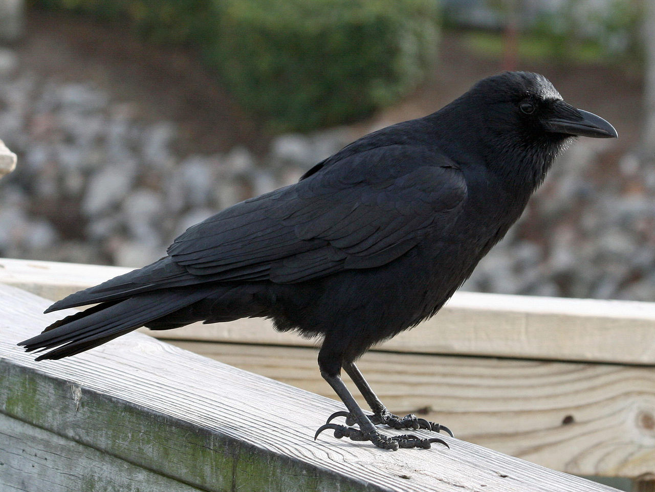 What the number of crows means