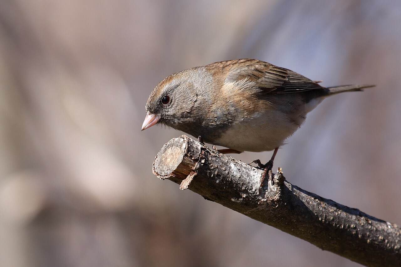 Dark-Eyed Junco: Complete Identification, Diet, and Behavior Guide (2026)