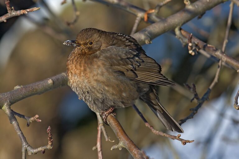 Dead Bird Symbolism: What Finding One Means