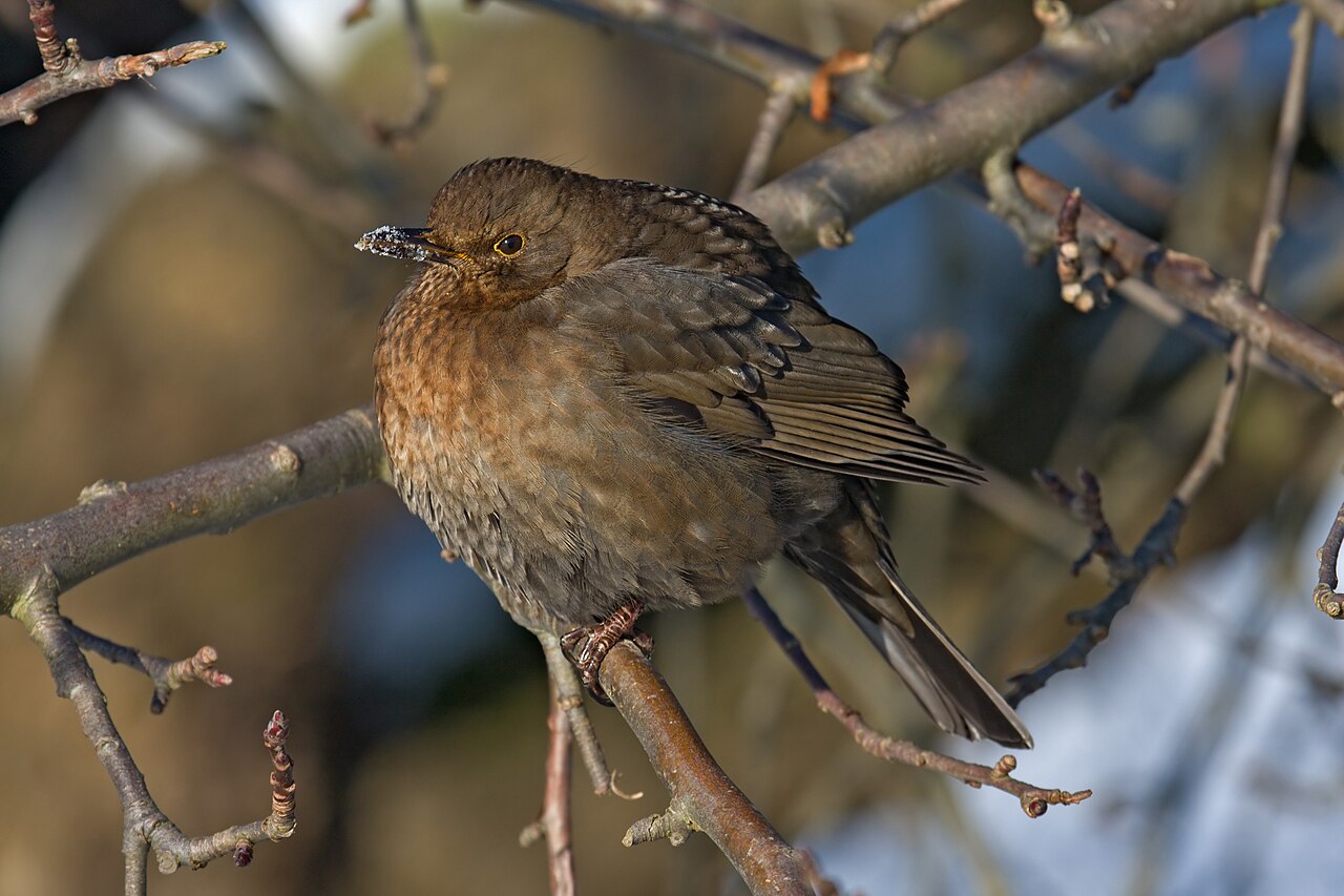 Dead Bird Symbolism: What Finding One Means