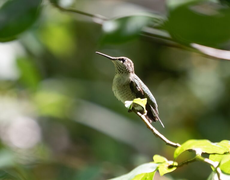 DIY Hummingbird Feeder: 7 Designs You Can Make in Under 30 Minutes