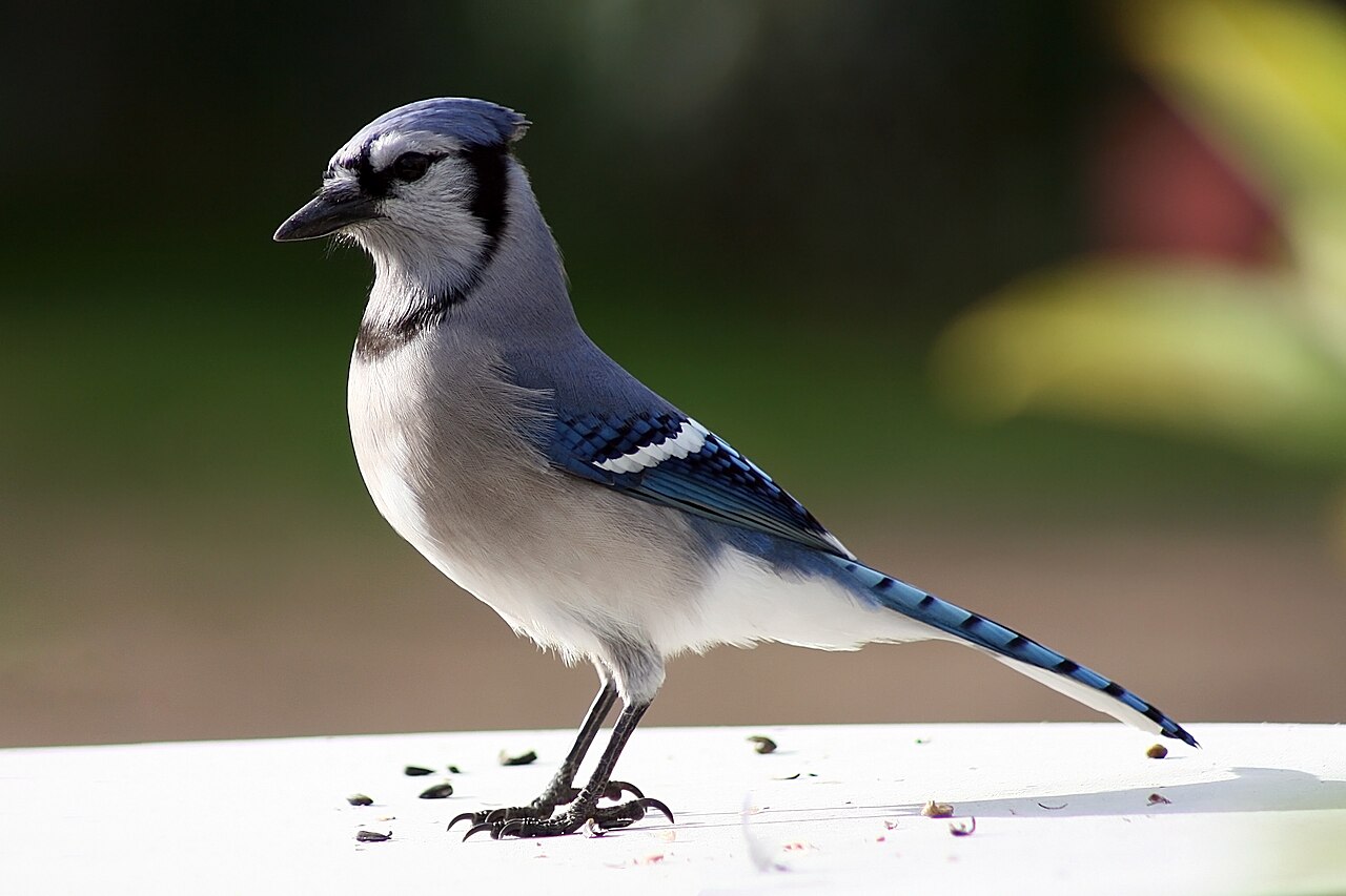 Birds that look like they have teeth