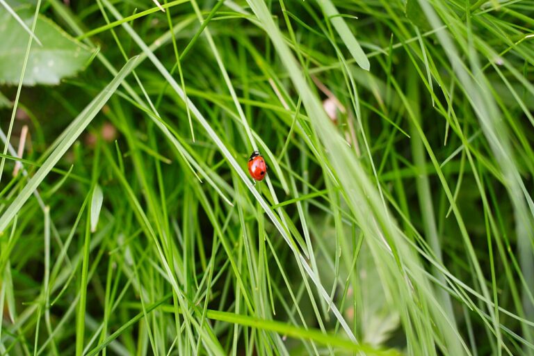 Do Ladybugs Bite? What to Know About Ladybug Bites