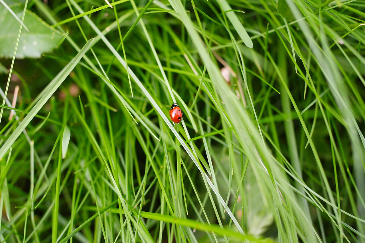 Do Ladybugs Bite? What to Know About Ladybug Bites