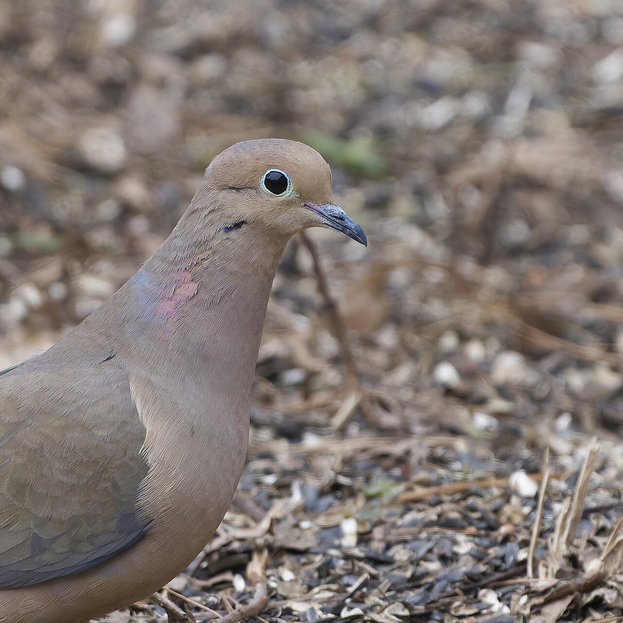 Dove Symbolism: Meaning and Spiritual Signs