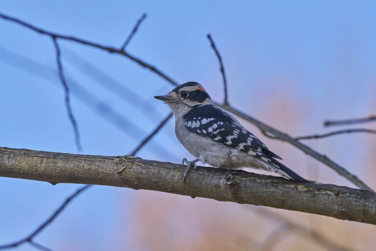 Downy vs Hairy Woodpecker: How to Tell Them Apart