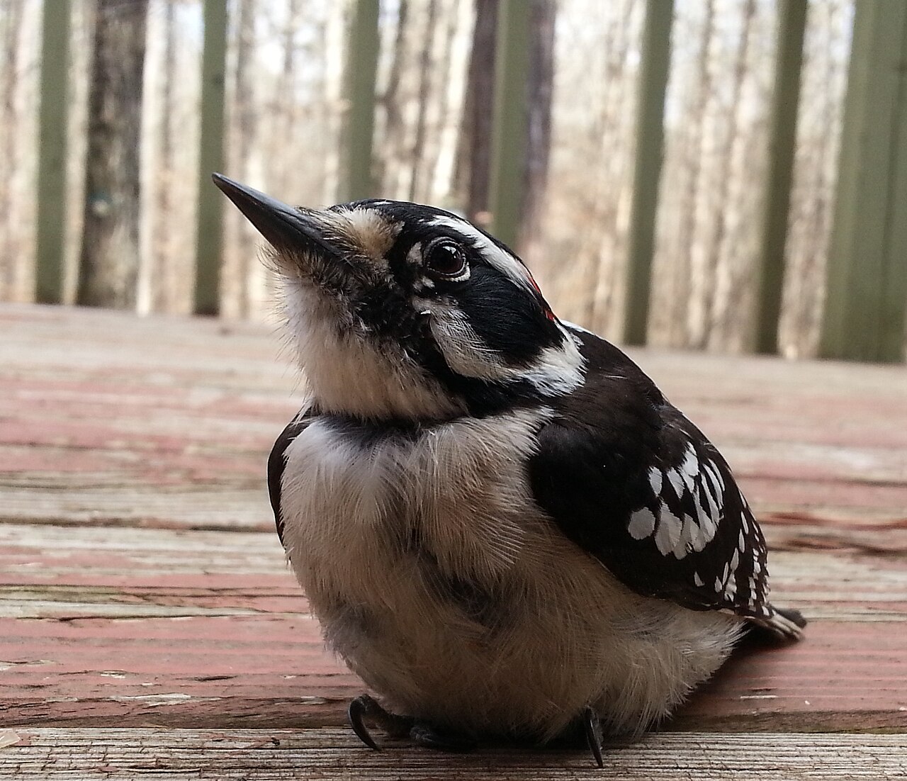 Outer Tail Feathers