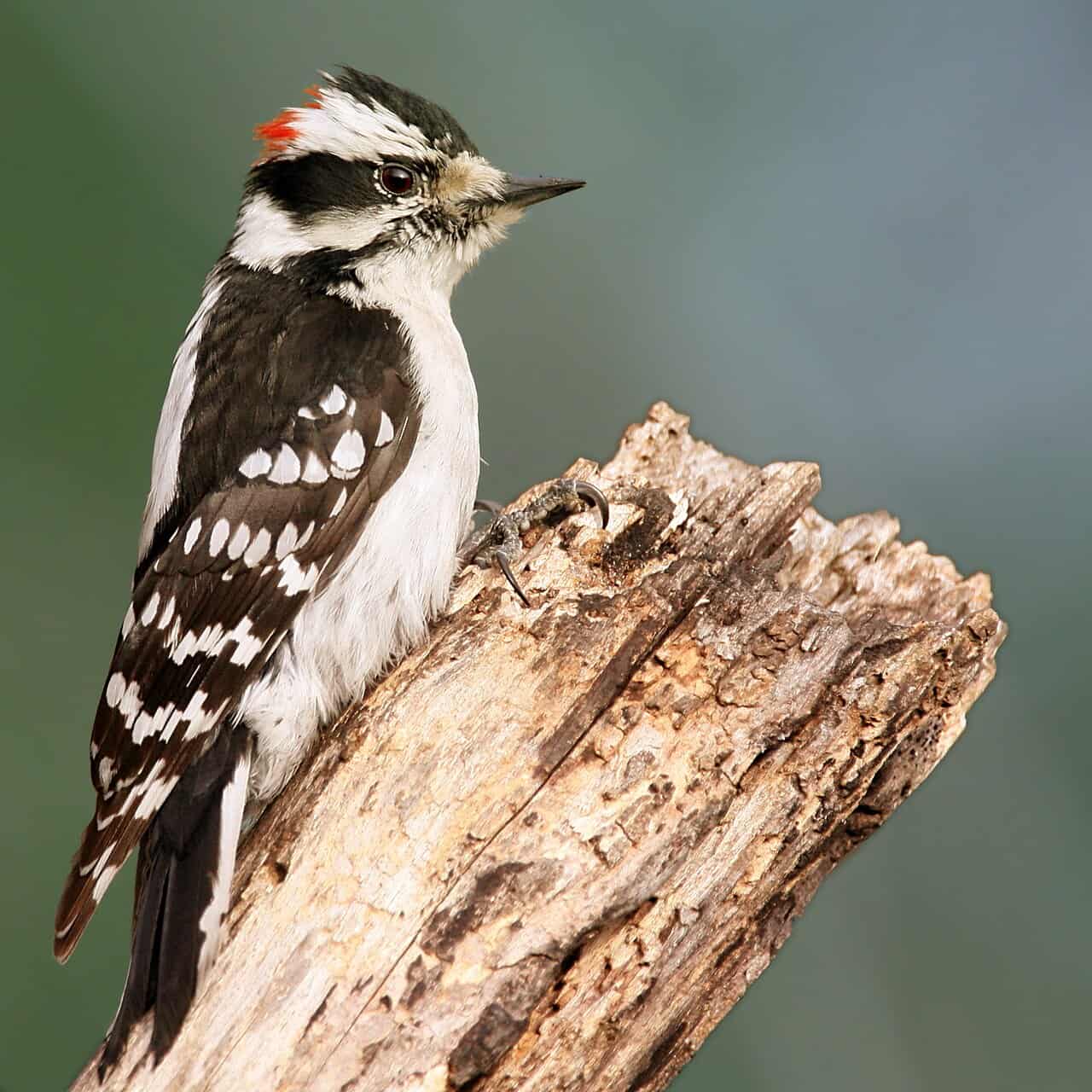 Downy Woodpecker: Complete Identification, Diet, and Behavior Guide (2026)