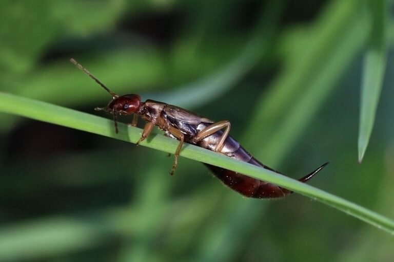 Earwig Bite