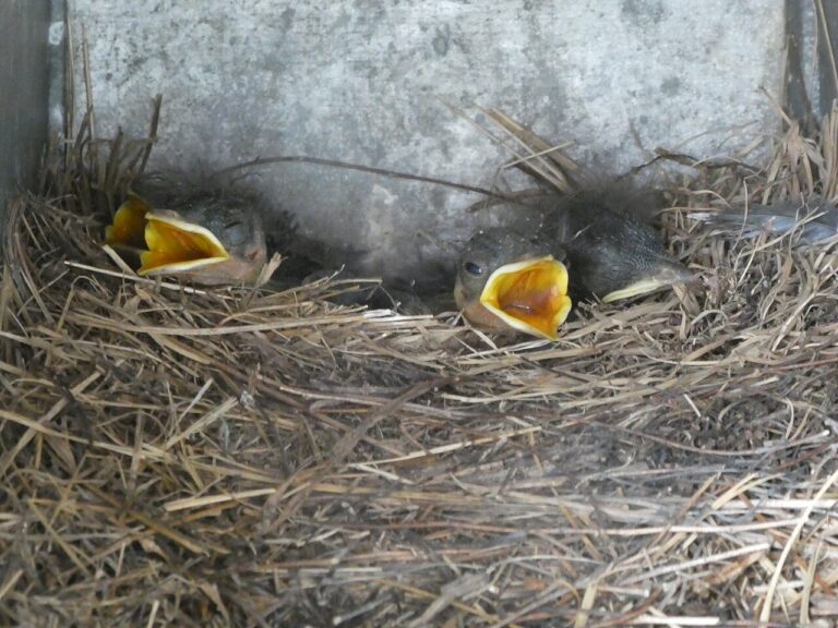 Eastern Bluebird Nest Box: Plans, Size, and Setup