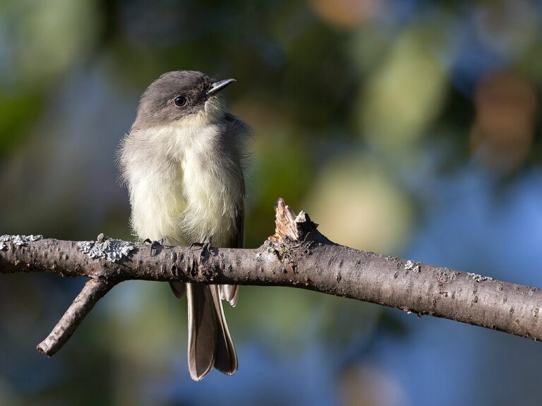 Eastern Phoebe: Identification, Nesting, and Behavior Guide