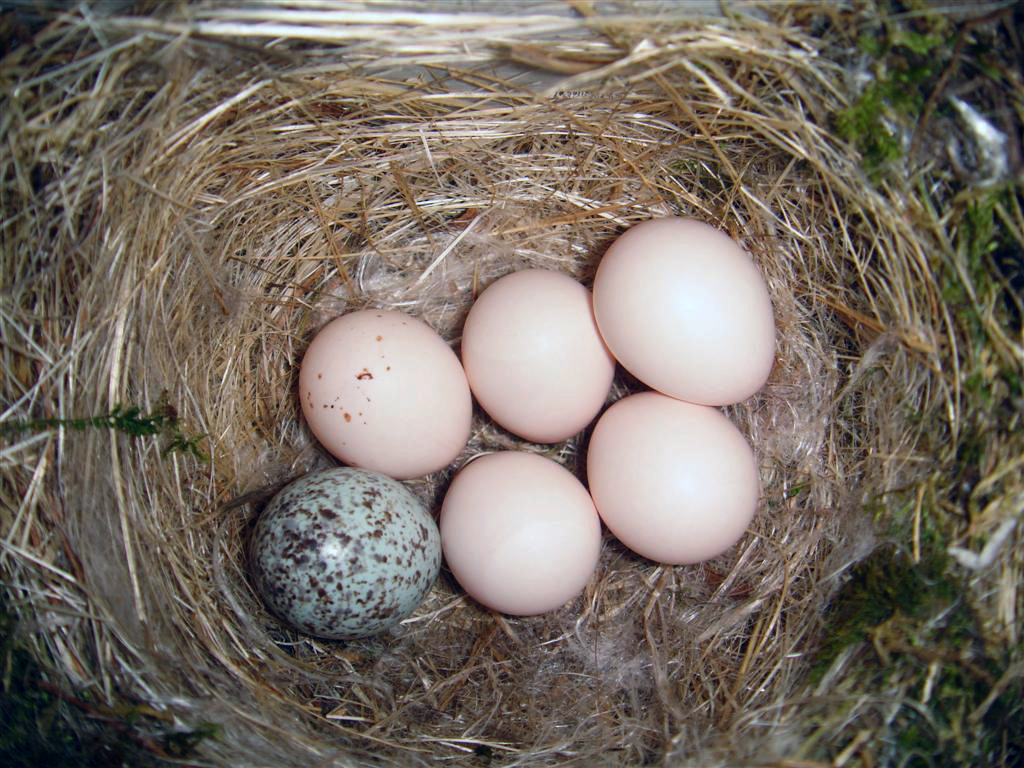 Why Phoebes Nest on Human Structures