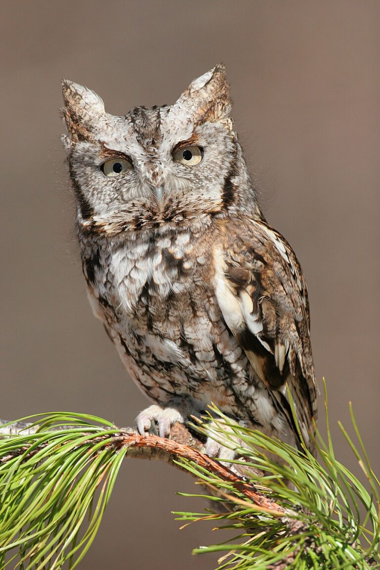 Eastern Screech-Owl: Identification, Sounds, and Facts