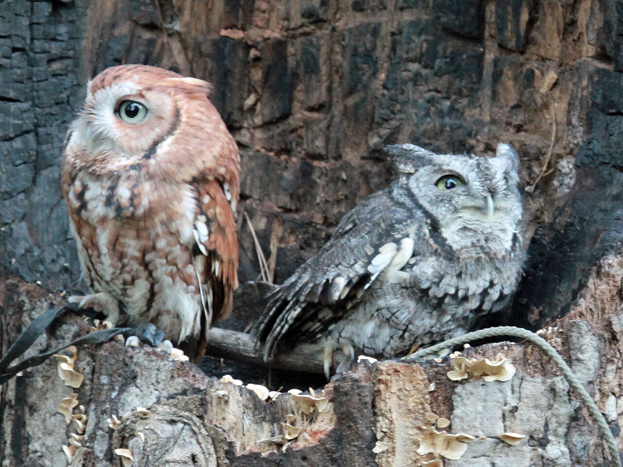 Eastern Screech-Owl sounds and calls