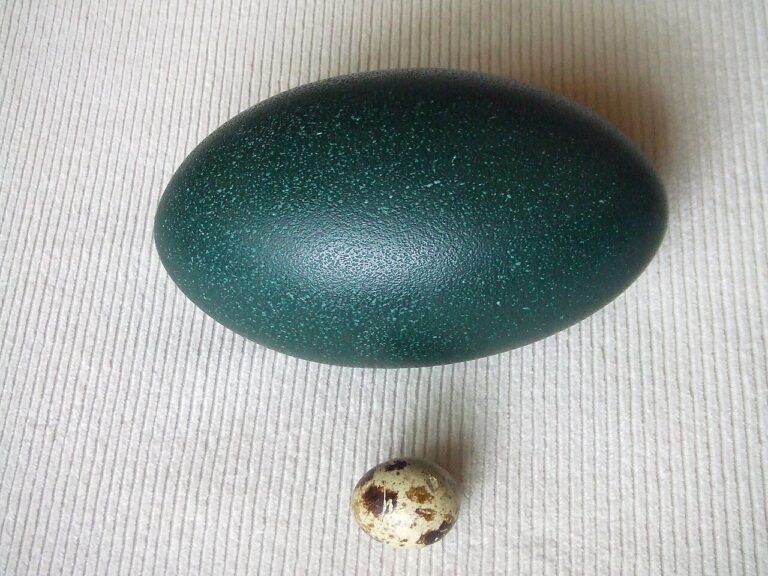 Emu Egg: Size, Color, Incubation, and Facts