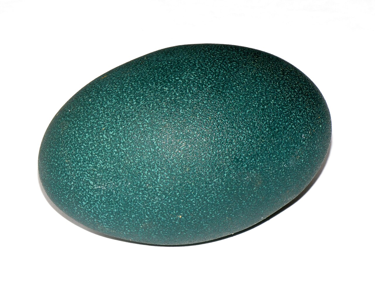 How Big Is an Emu Egg?