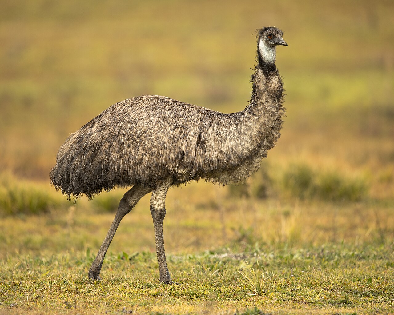 How Many Eggs Does a Female Emu Lay?