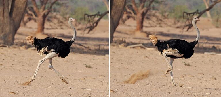 Emu vs Ostrich