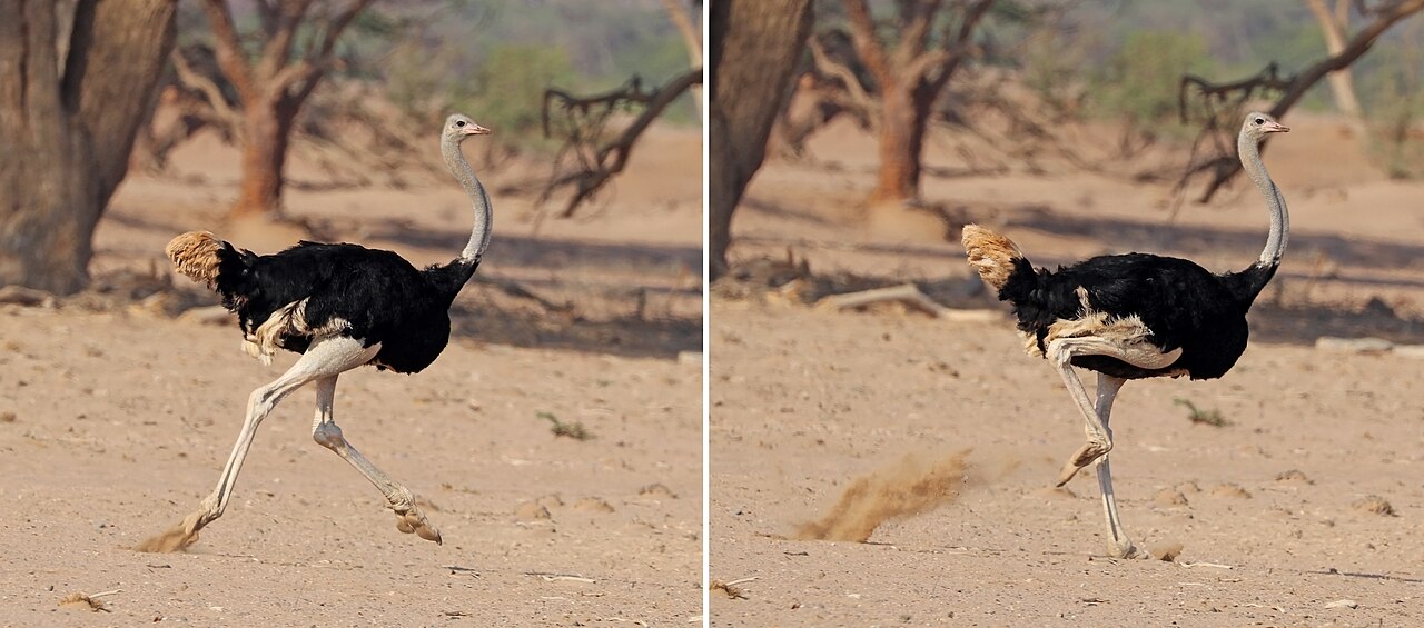Emu vs Ostrich