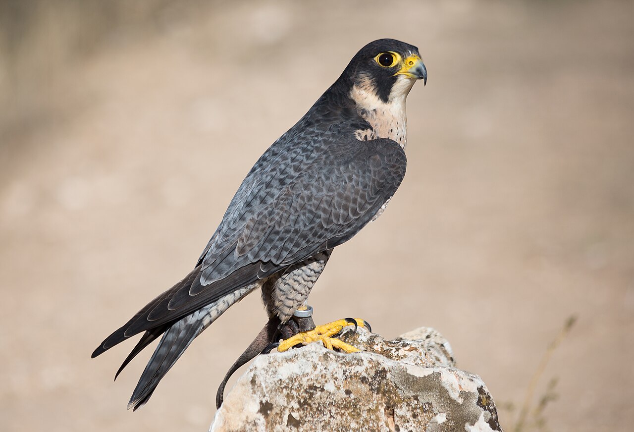 Fastest Birds in the World: Speed Champions Ranked